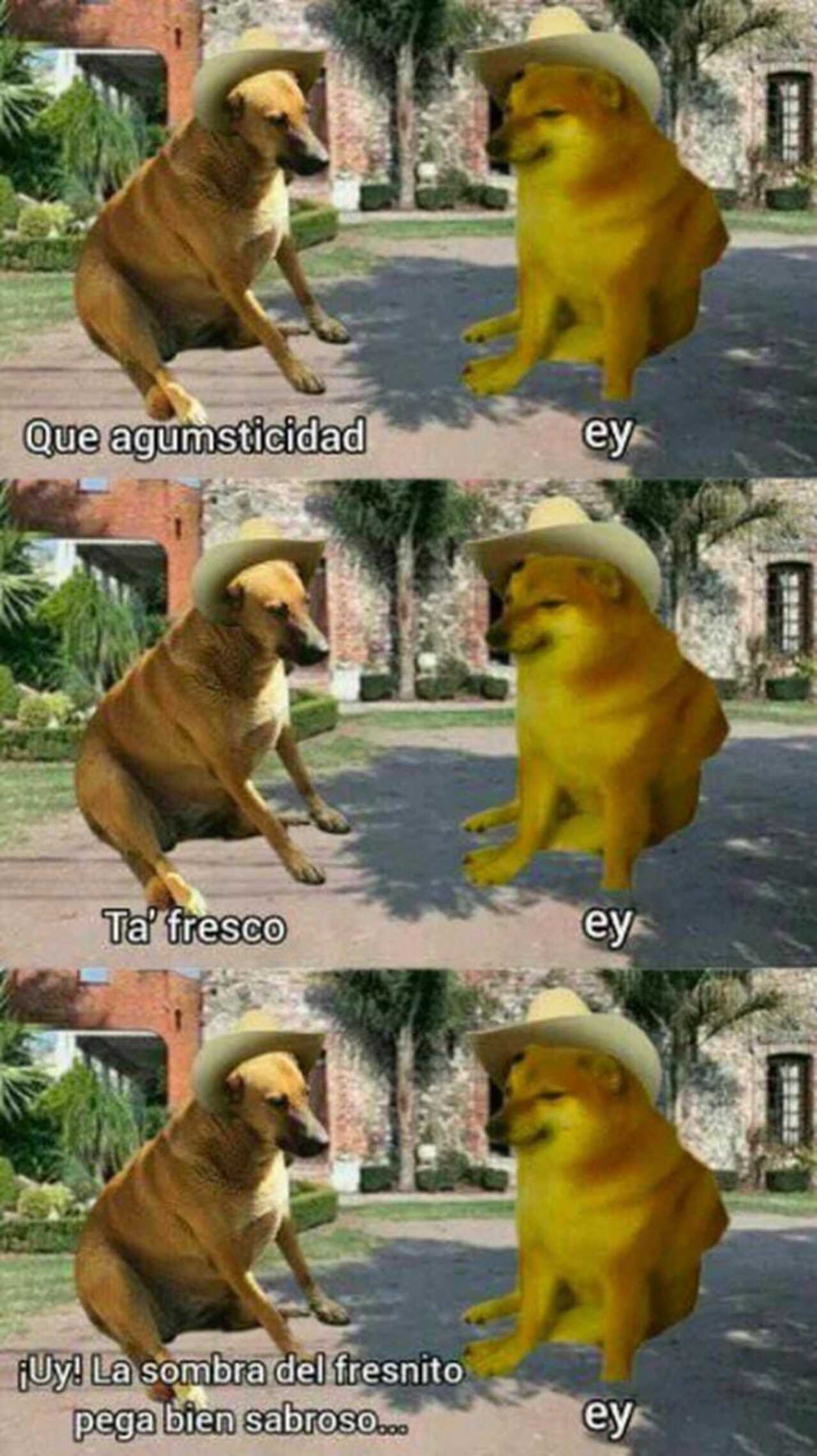 Cheempe, la versión mexicana del perrito Cheems que cautivó redes sociales