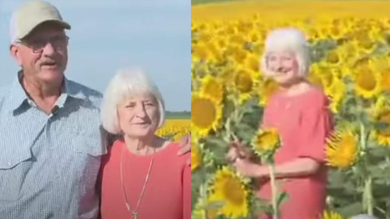 Granjero enamorado plantÃ³ mÃ¡s de un millÃ³n de girasoles para su aniversario 50 de casado