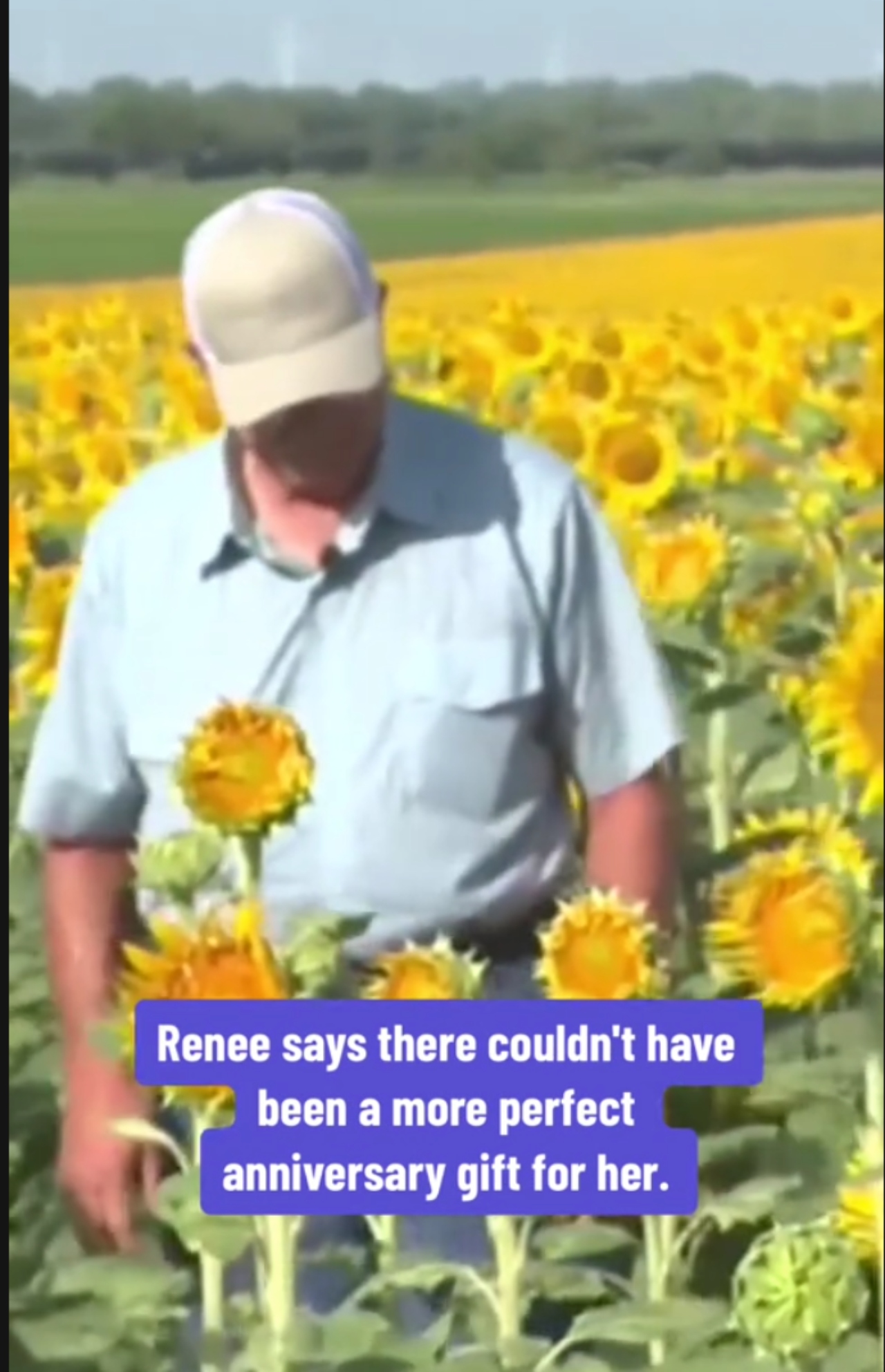 Granjero enamorado plantÃ³ mÃ¡s de un millÃ³n de girasoles para su aniversario 50 de casado