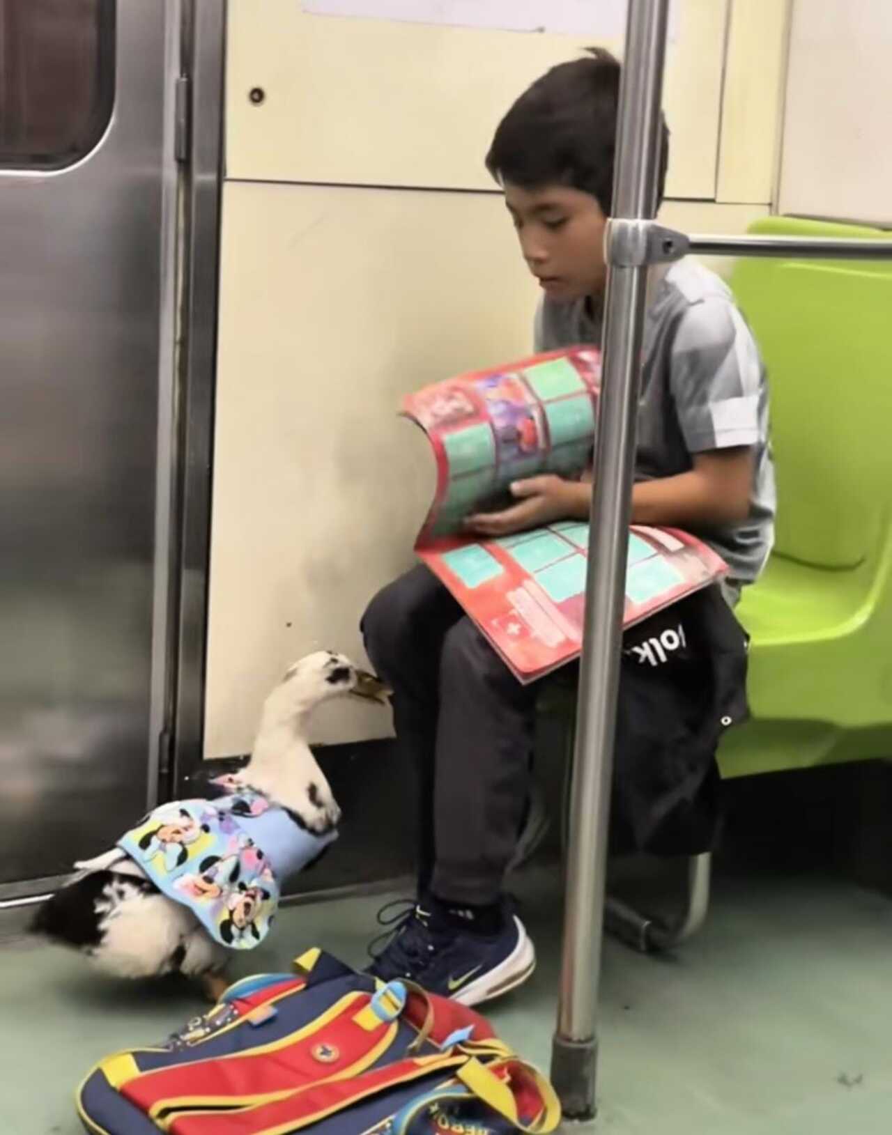 NiÃ±o lleva a su pato en el metro de la CDMX y aseguran que "iba a Mixcuac"