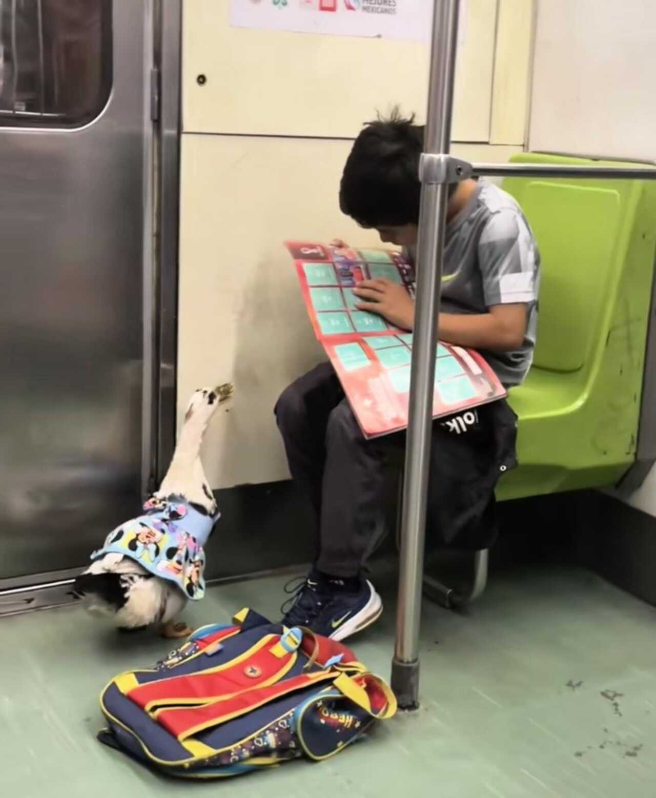 Captan a pato en vagÃ³n del metro y asegura que "iba a Mixcuac"