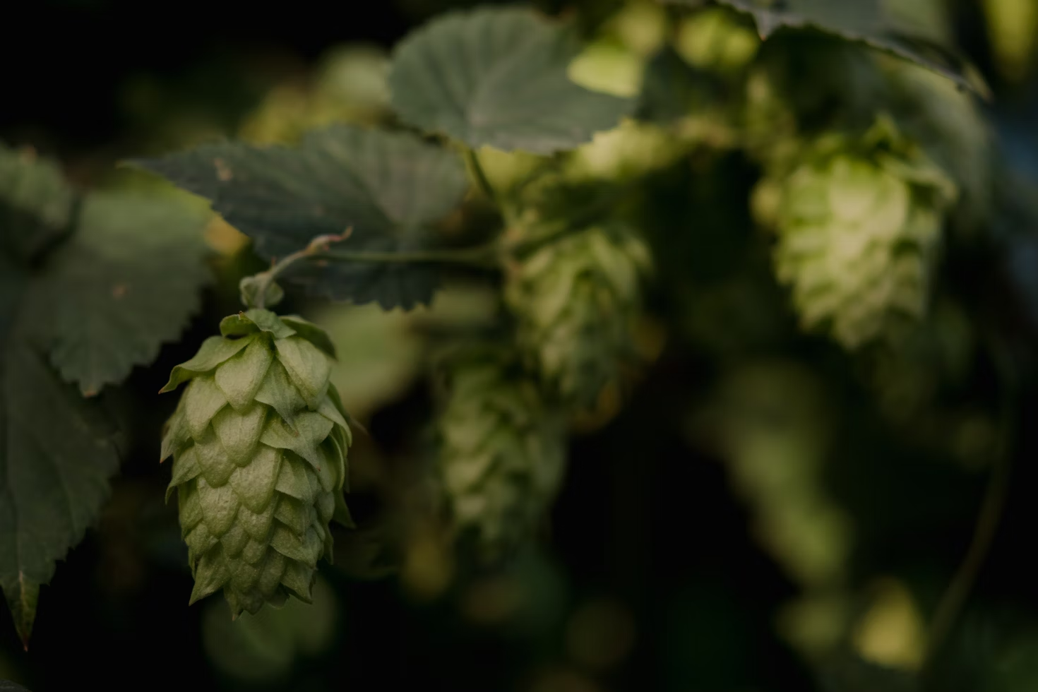  Explora las propiedades saludables del lúpulo en la cerveza y cómo este componente natural puede contribuir a un estilo de vida saludable.