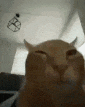 dia del gato
