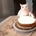 dia del gato